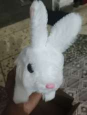 Image Placeholder