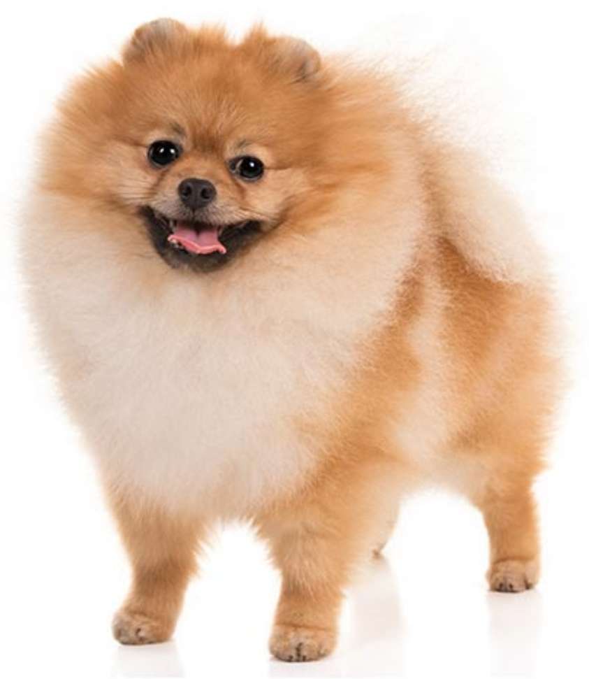 Image Placeholder