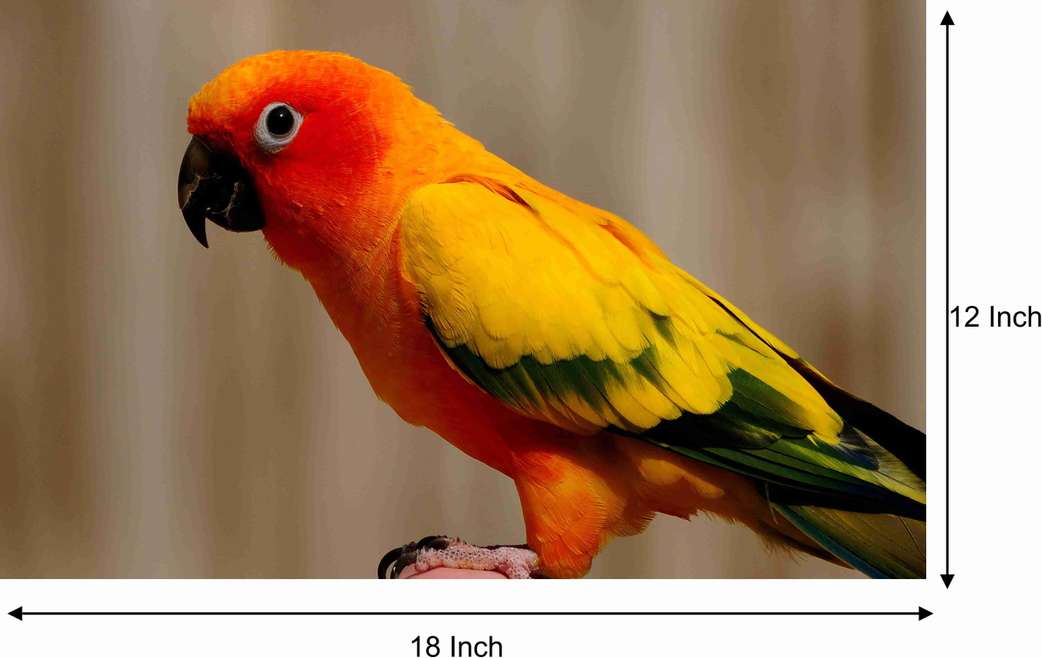 Image Placeholder