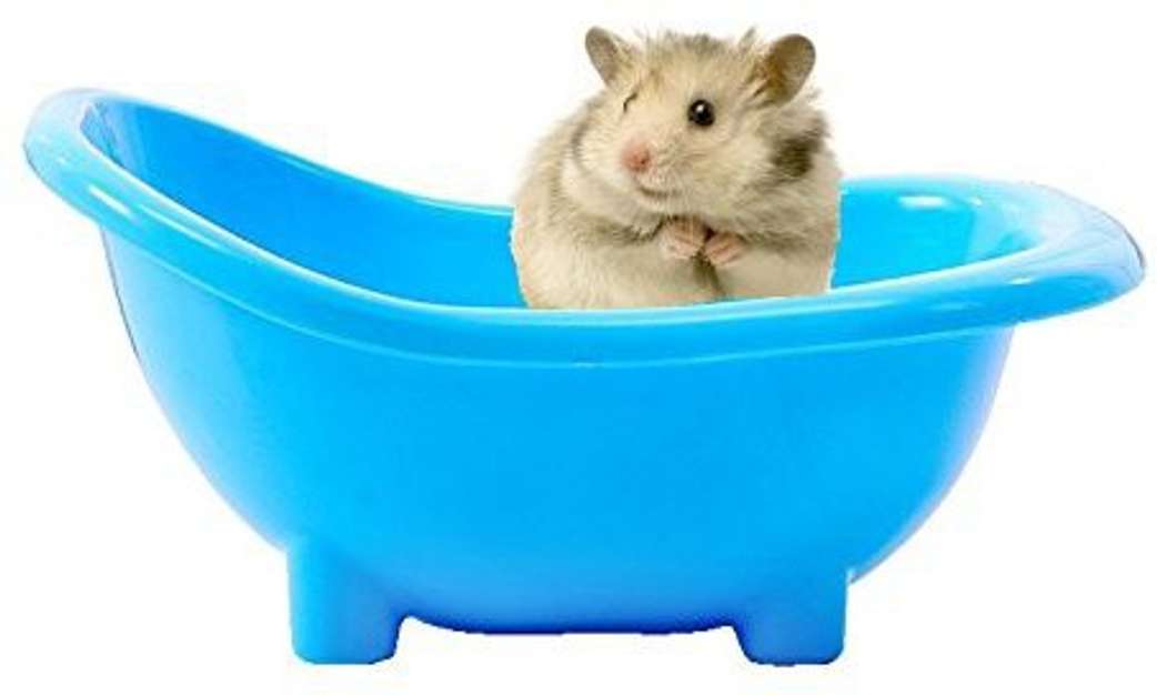 Image Placeholder