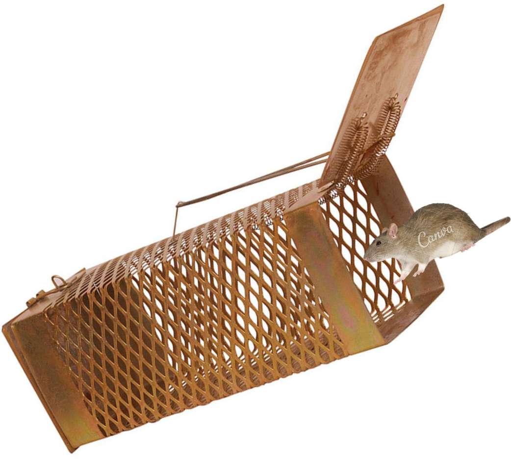 Image Placeholder