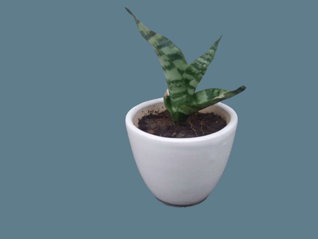 Image Placeholder