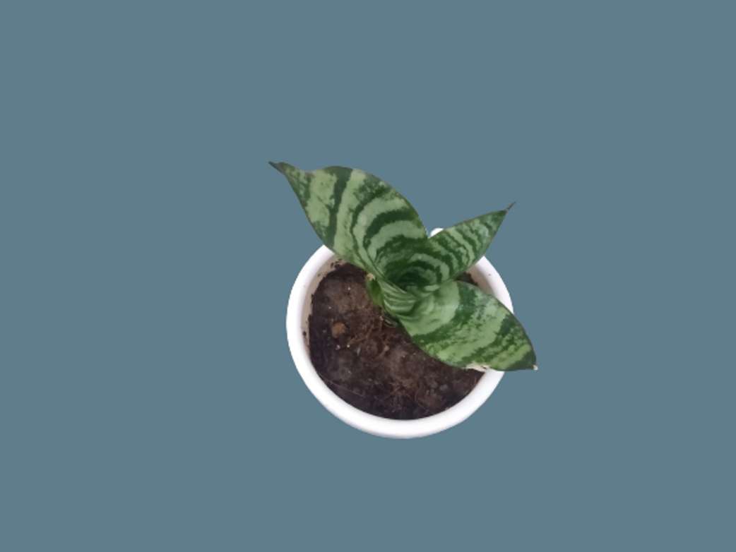 Image Placeholder