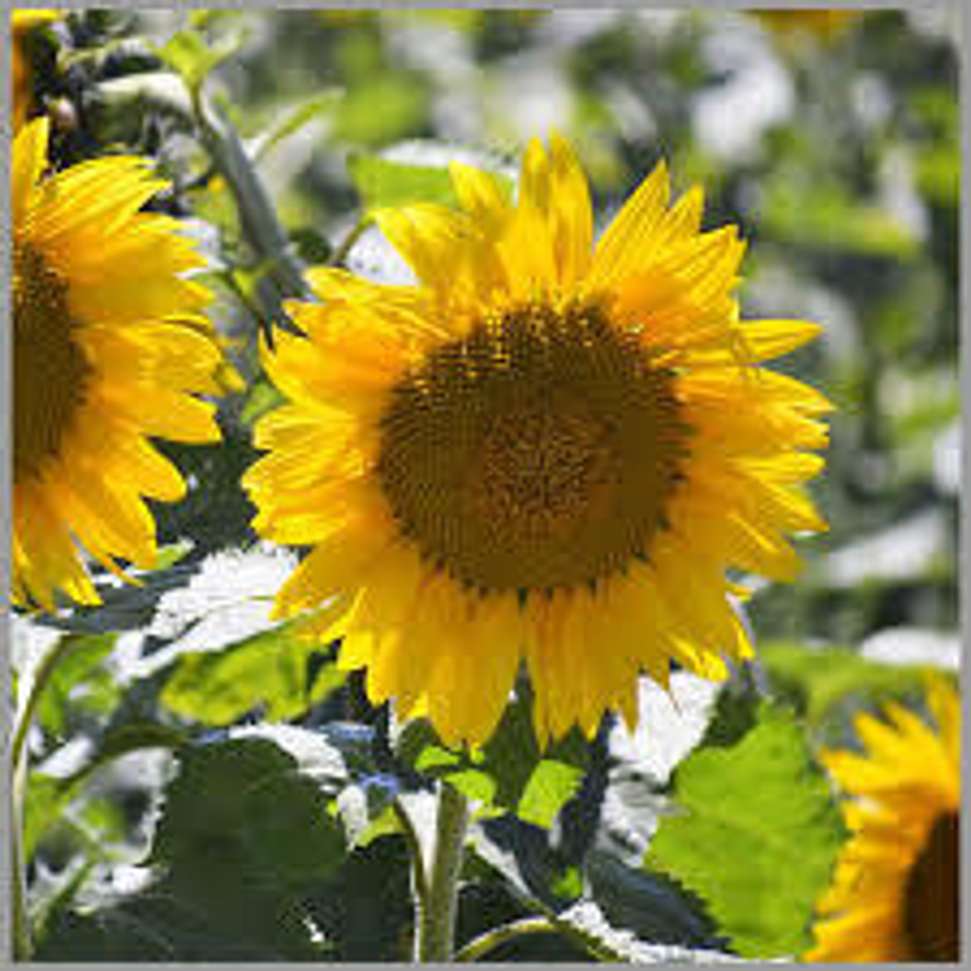 Image Placeholder