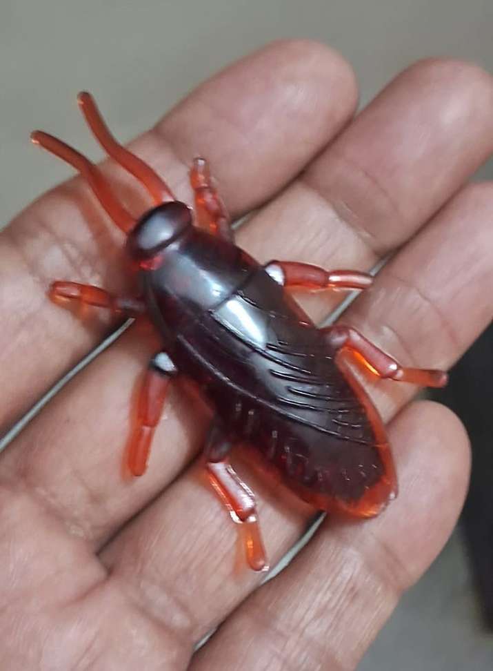 Toy Insect Cockroach Tik C animal toys Cockroaches & Centipedes Toy Combo Pack Realistic ...