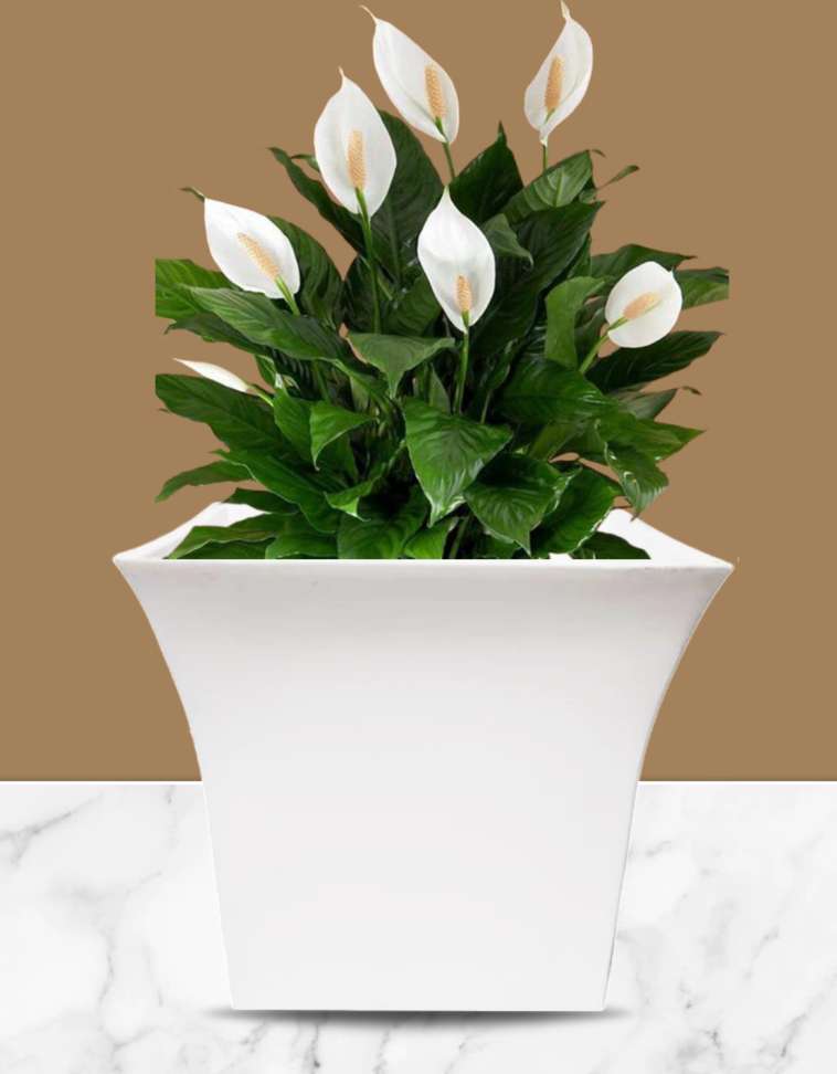 Image Placeholder
