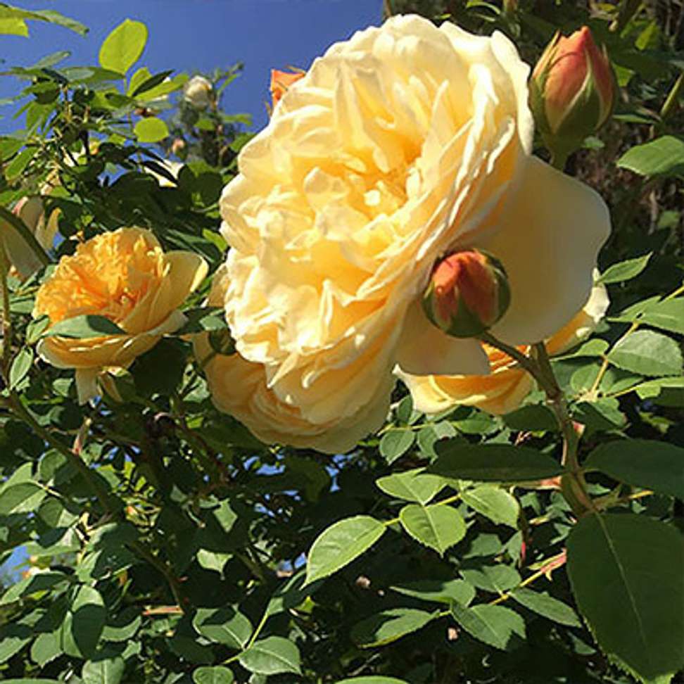 Image Placeholder