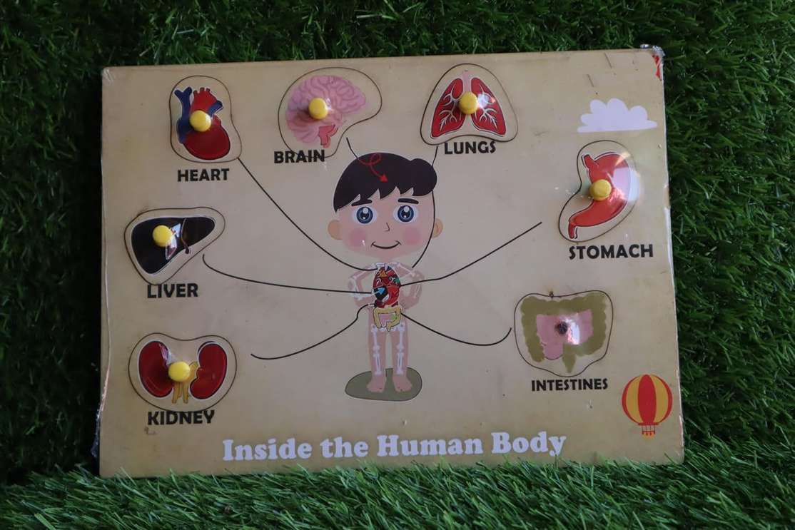 blue seed Wooden Internal Organs of The Human Inside Body Educational ...