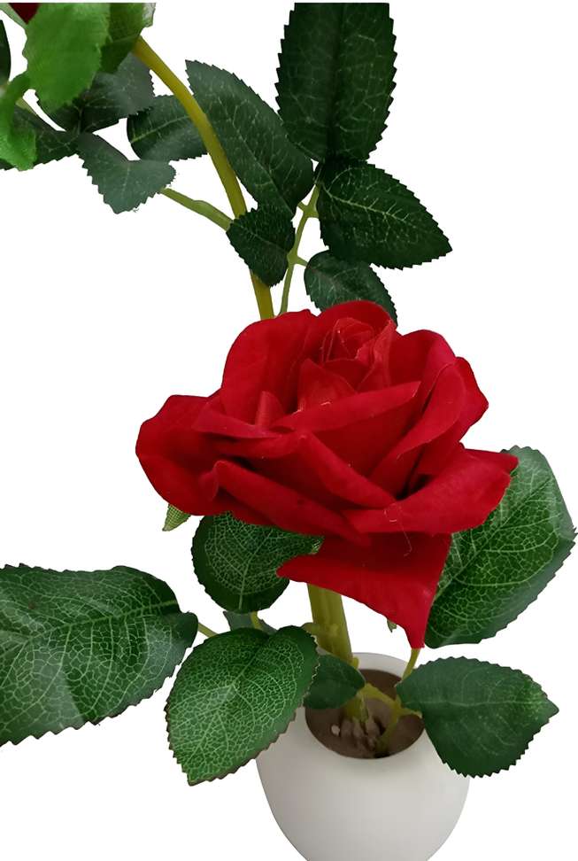 Image Placeholder