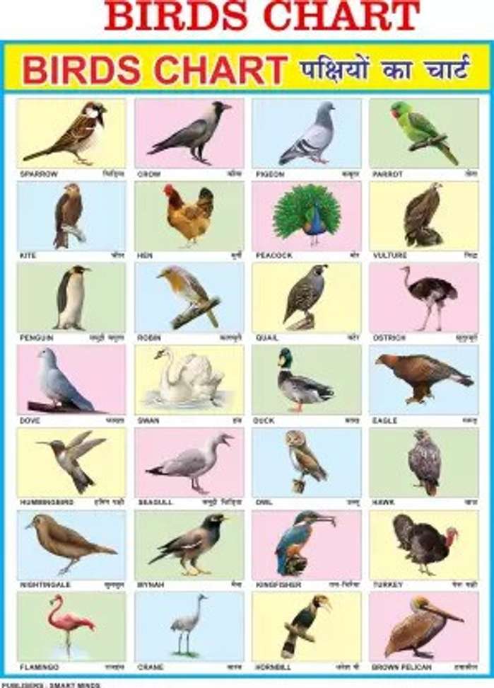 HOME SHIELD Birds Chart for Kids | My First Early Learning Types of ...