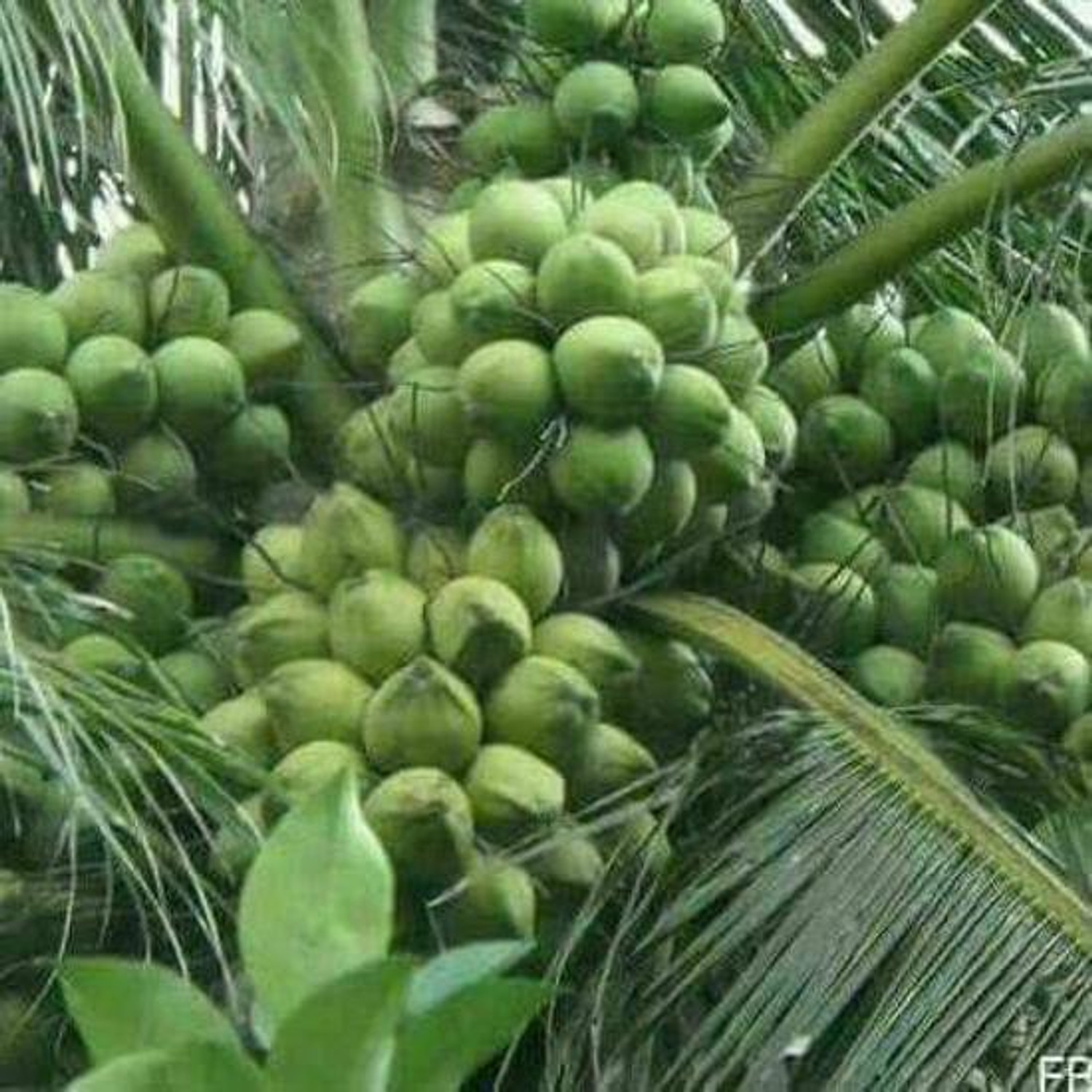 FSK Coconut Plant (Hybrid, Pack of 1) - Image 1