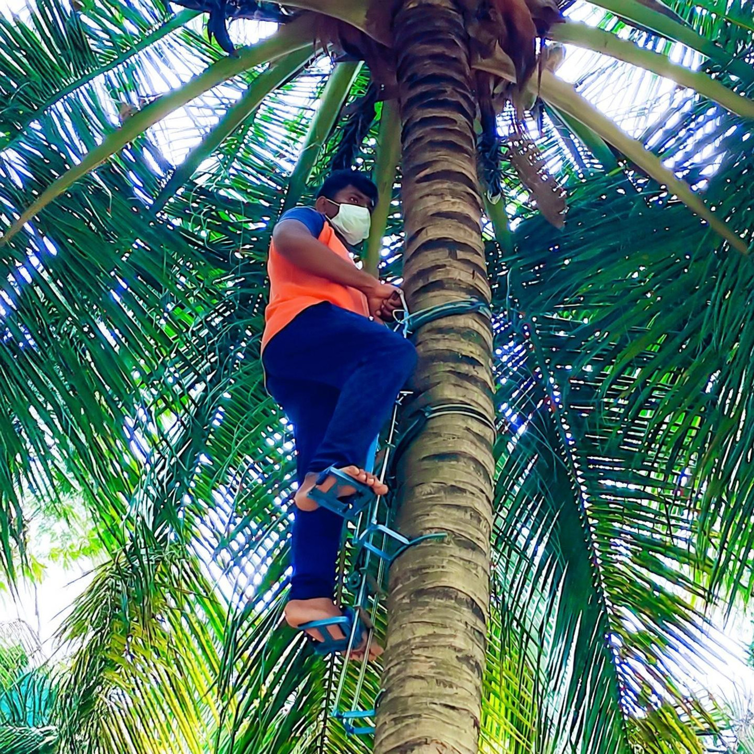 SARA Heavy Duty Coconut Tree Climbing Machine 02 Safety Harness (XL) - Image 1
