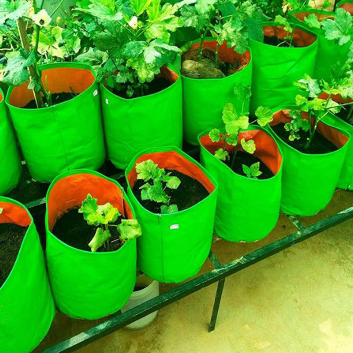 heliland Grow Bags(12x12=3 pc) Green Bags for Plants Gardening, Grow Bags Grow Bag - Image 1