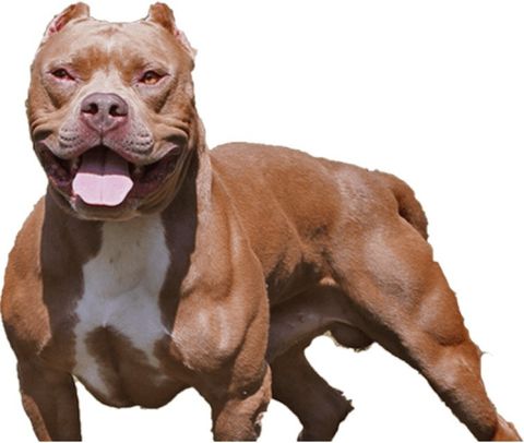 S.Blaze 850g Dog Chain 152cm Approx Specially for Heavy & Big