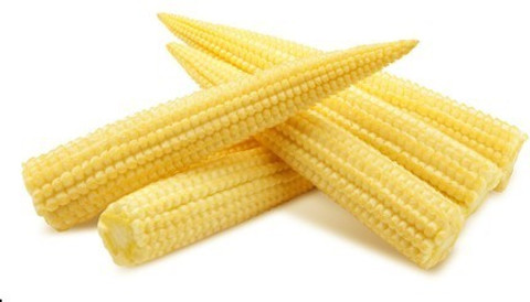Green World HYBRID BABY CORN/ BUTTA SEEDS FOR KITCHEN GARDENING