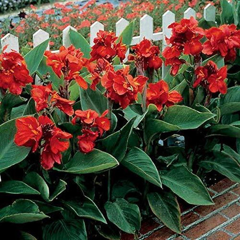 フラワー☆☆ DIVINE ™ZX-5 RED Canna Lily Flower Seeds-LL-29 Seed Price in India