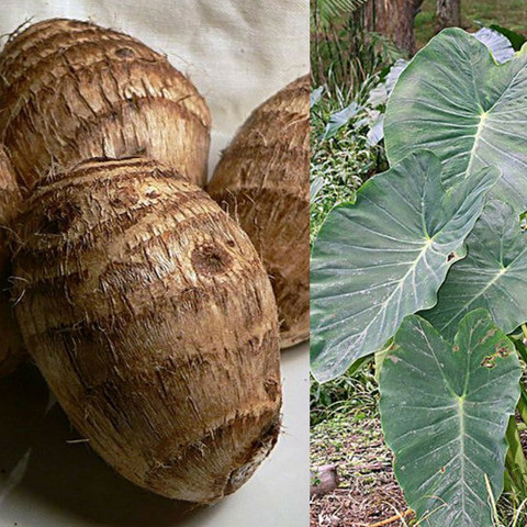 SREE Taro Root,Kachu Seed Price in India - Buy SREE Taro Root