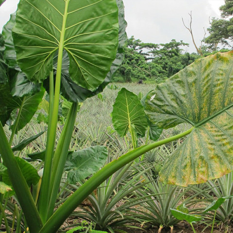 SREE Taro Root,Kachu Seed Price in India - Buy SREE Taro Root