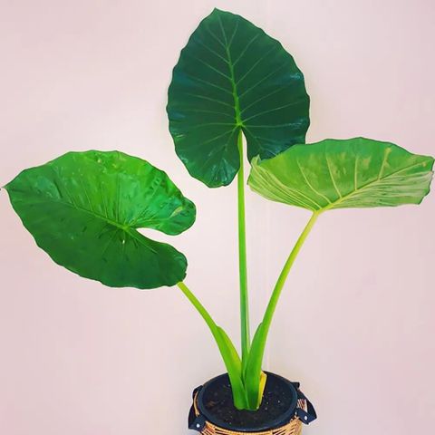 naturehils Taro Root / Arbi / Dasheen / Eddoes Vegetable Bulbs
