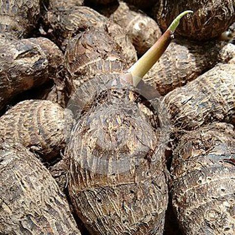 SREE Taro Root,Kachu Seed Price in India - Buy SREE Taro Root