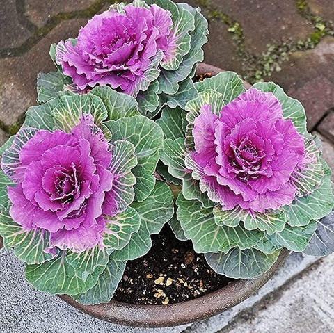 Lorvox Imported Ornamental Kale Flower Seed Price in India - Buy