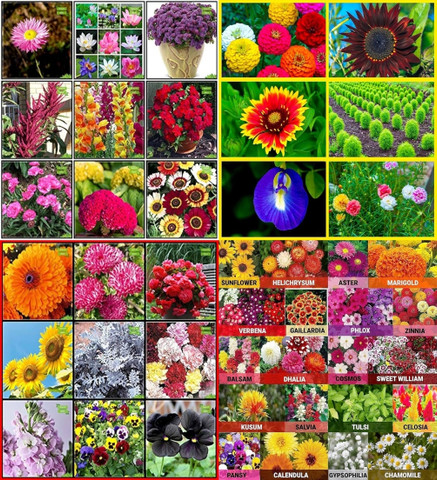 コスモス ibains Flower seeds winter and summer beez 205 Seed Price in India