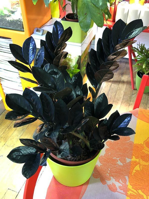 ExoticRare ZZ Plant sapling Price in India - Buy ExoticRare ZZ