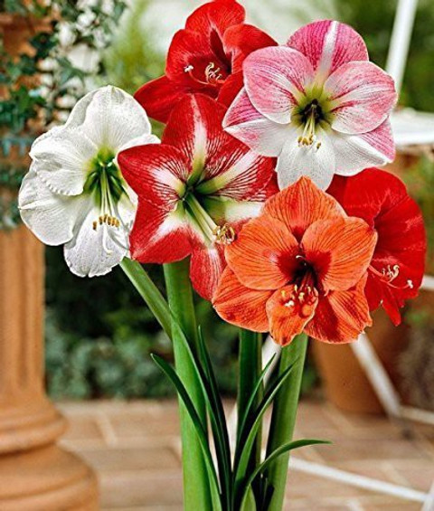 Ukanda Lily Plant sapling Price in India - Buy Ukanda Lily Plant
