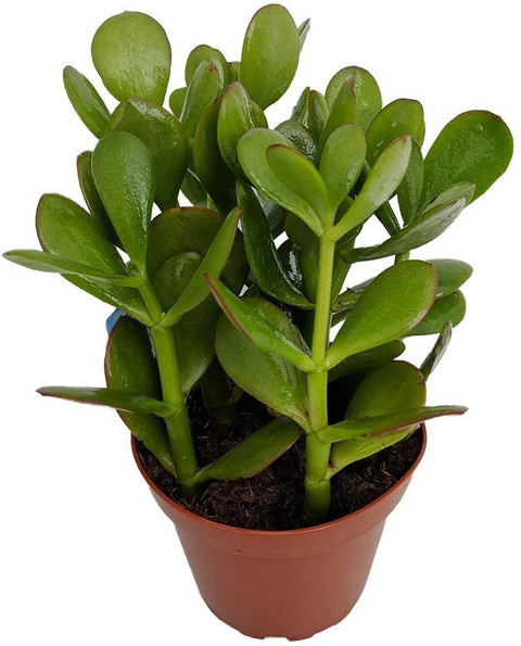 ukandagarden ZZ Plant sapling Price in India - Buy ukandagarden ZZ