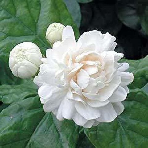 A To Z Sales Jasmine Plant sapling Price in India - Buy A To Z
