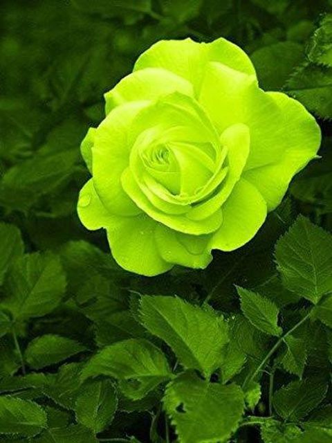 PLANTTOOZS Rose Plant sapling Price in India - Buy PLANTTOOZS Rose