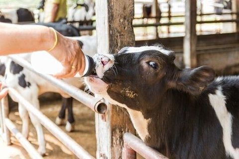 AWESOME STORE Calf Nursing Feeding Milk Bottle With Nipple Handle - 2500 ml (White) - Image 8