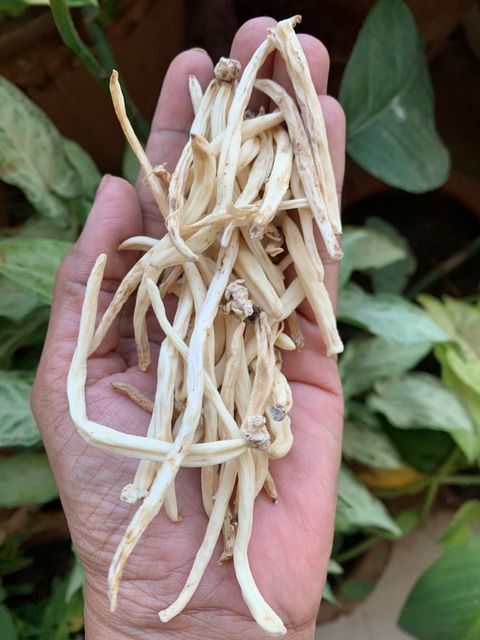 Nut Herb Premium Safed Musli (200 gram ) (White Musli) Dry Roots | 100% Natural (200 g) - Image 6