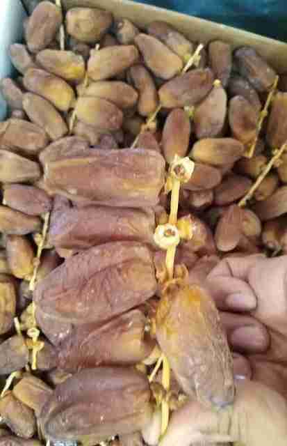 Royal foodery Ajwa Khajoor DATES (500GRAM) Dates (1 x 500 g) - Image 3