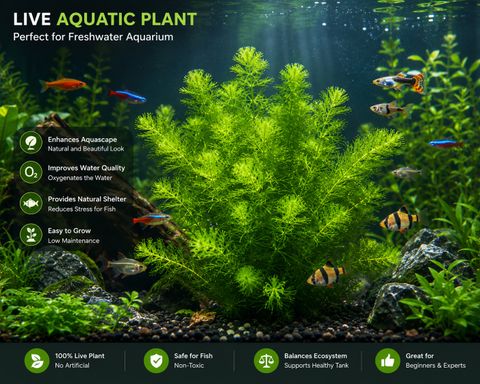 ITU Java Moss Coconut Cave Hybrid Pack of 6 - Image 3