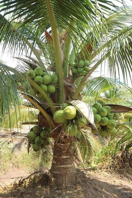 Zephyra Hybrid Coconut Plant, Pack of 1 - Image 6
