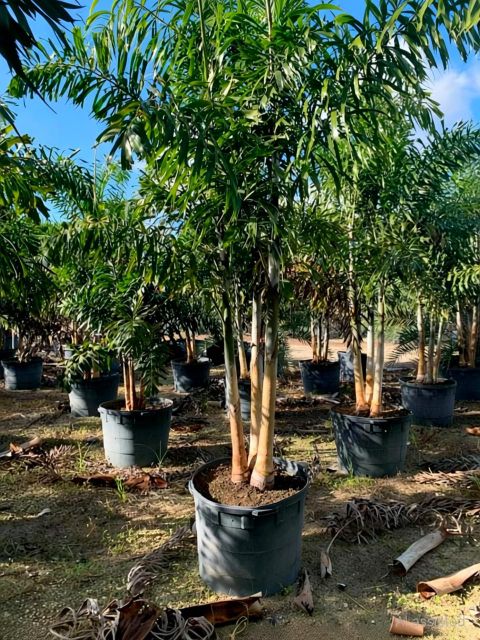 Trees Olive Plant sapling Price in India - Buy Trees Olive Plant