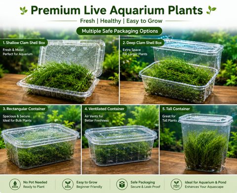 ITU Java Moss Coconut Cave Hybrid Pack of 6 - Image 6