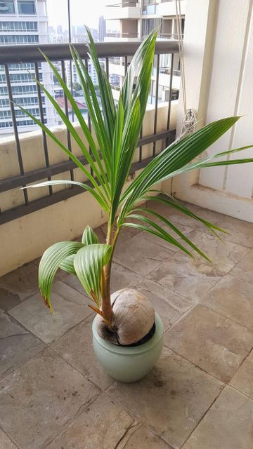 Zephyra Hybrid Coconut Plant, Pack of 1 - Image 5