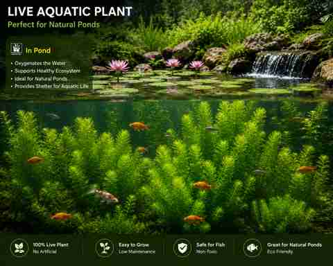 ITU Java Moss Coconut Cave Hybrid Pack of 6 - Image 2