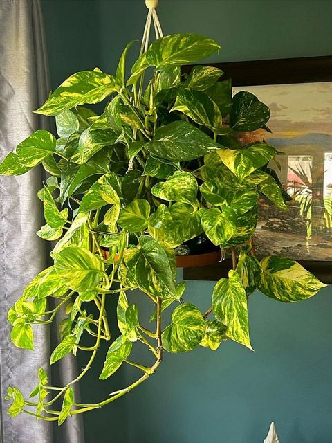 Aestheticplant Money Plant sapling Price in India - Buy