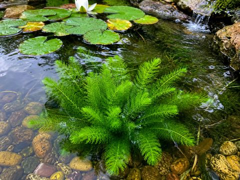 ITU Java Moss Coconut Cave Hybrid Pack of 6 - Image 5