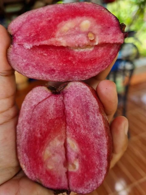 Cloud Farm Hybrid Guava Plant, Pack of 1 - Image 4
