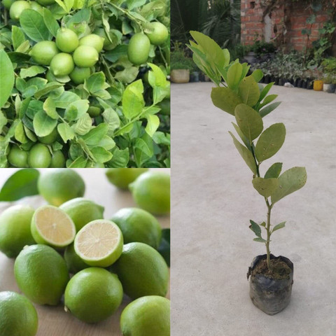 dream shop now Lemon Plant sapling Price in India - Buy dream shop