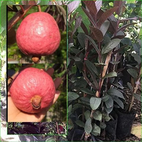 Cloud Farm Hybrid Guava Plant, Pack of 1 - Image 3