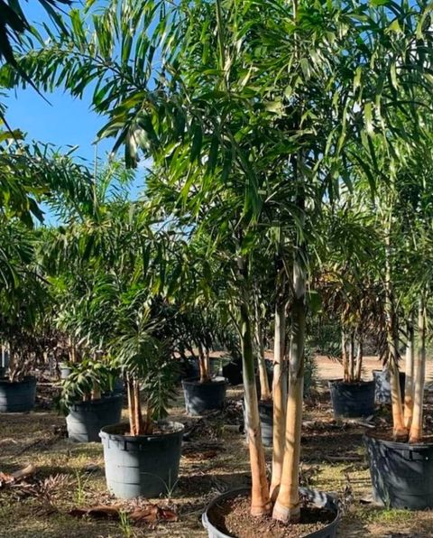 Trees Olive Plant sapling Price in India - Buy Trees Olive Plant