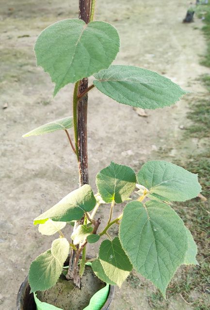 Misthi Kiwi Plant sapling Price in India - Buy Misthi Kiwi Plant