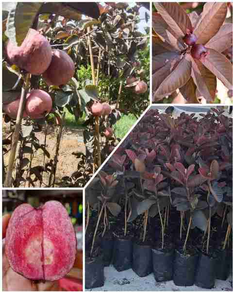 Cloud Farm Hybrid Guava Plant, Pack of 1 - Image 2