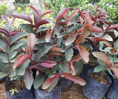 Cloud Farm Hybrid Guava Plant, Pack of 1 - Image 5