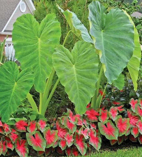LIFELEX Taro Seeds, Cocoyam, dasheen, Kachalu, Banda, Chempu